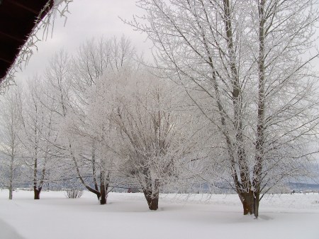 Trees out front