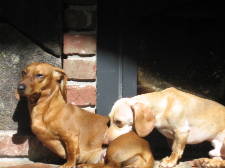 TOBY (BLOND) WITH MY DAUGHTER'S DOG PENNY