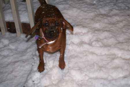 Maggie loving the snow.