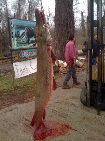 Alligator Gar caught in Lake Concordia