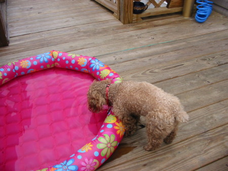 Gizmo and his pool "water dish"