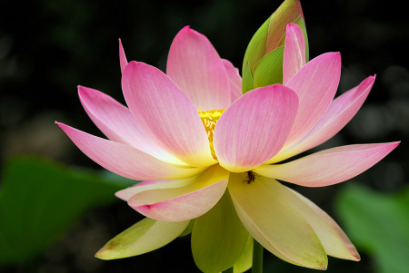 Lotus Blossom