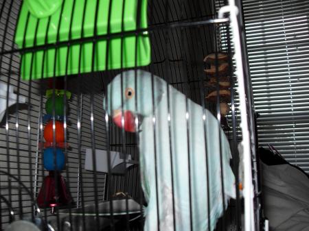 Maestro my bird