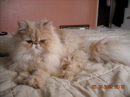 Samson on a messy bed