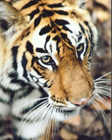 Bengel Tiger in India