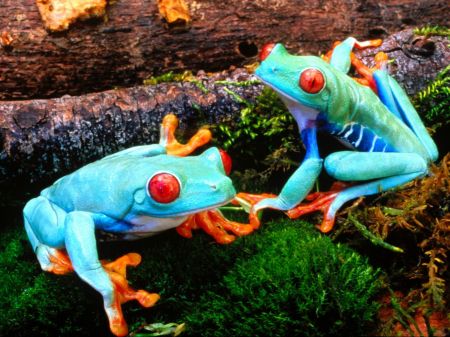 cool frogs