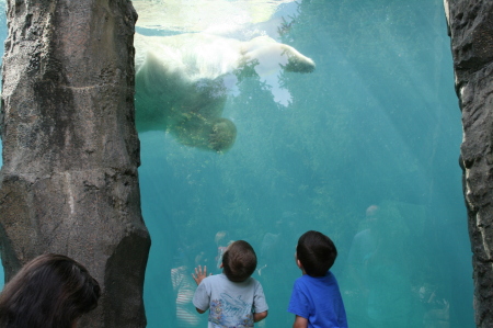 Polar Bear at the Cin. Zoo and Boys
