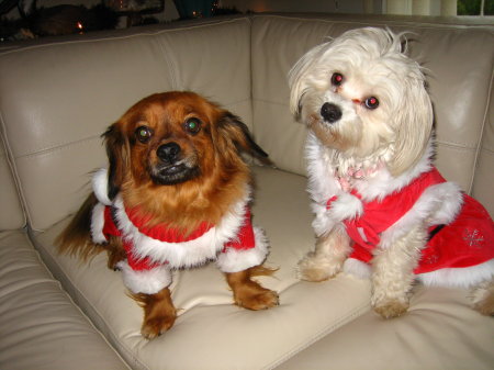 Santas helpers - Sultan and Cassie