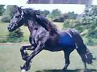 Pyterbilt, a 12 yr old Friesian gelding