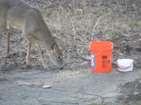 I would Never Feed DEER in the city limits@!!