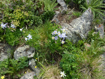 Columbine were beautiful!