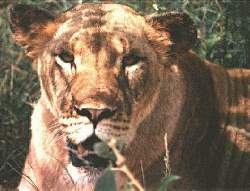Lioness at Hoedspruit