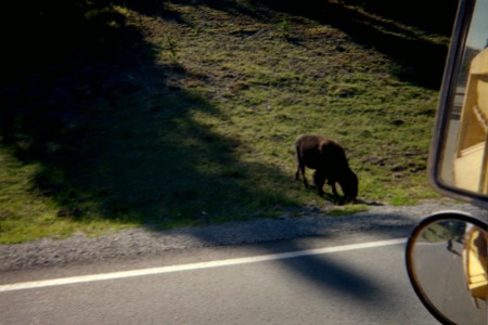 yellowstone park wildlife