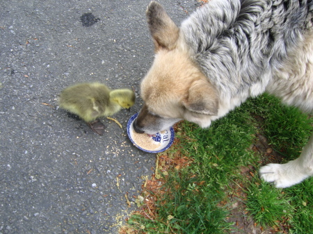 Buster & Duck Duck