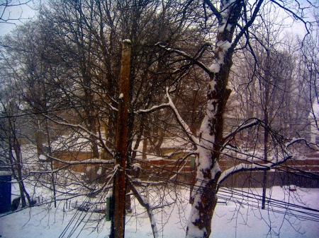 Winter Trees '11
