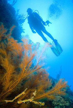 Bimini wall diver