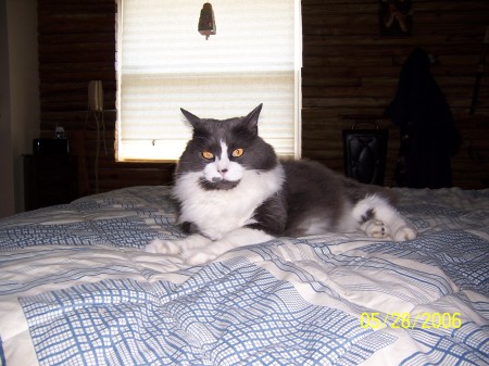 My cat smokie