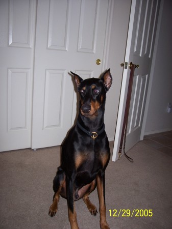 My doggie, Lex Luther the doberman