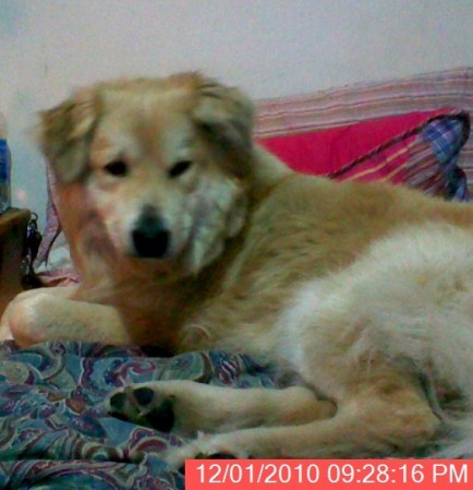 My Golden Retriever/Tibetan Mastiff "Boz"