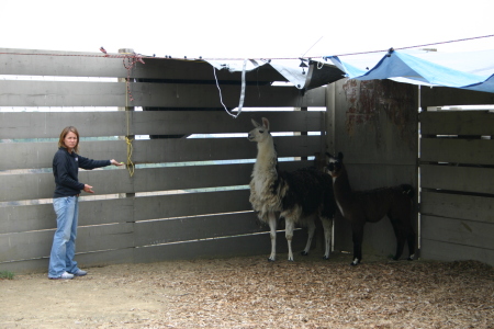 Playing with Dad's Llamas