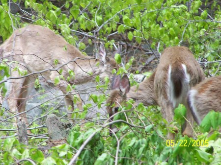 couple more deer