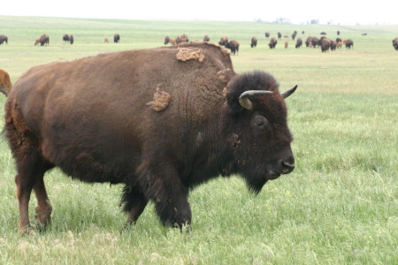 Badland National Park, SD