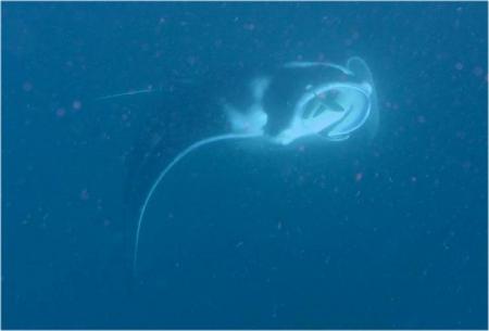 12 ft Manta Ray in Fiji (in deep water)