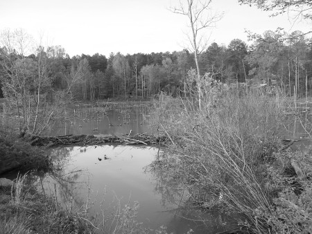 Beaver Dam