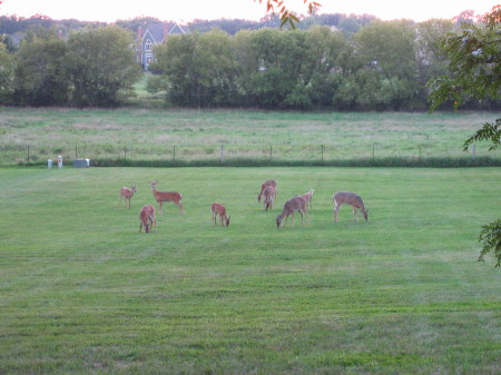 Our Friends Visit Every Night