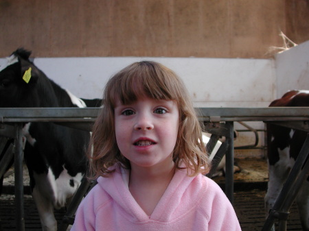 Katie among the cows...