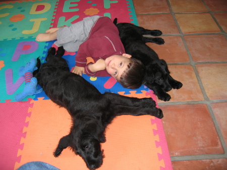 a boy and his dogs