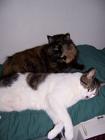 "Sammy and Chloe Relaxing by the Telly."