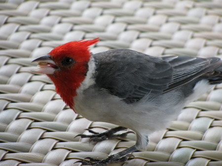 Scott Pritchett's album, Kauai