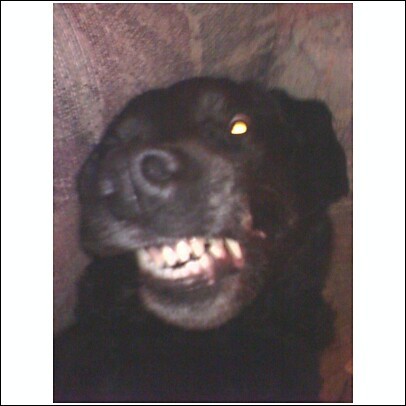 My Dog - Lacy... What a smile!!!