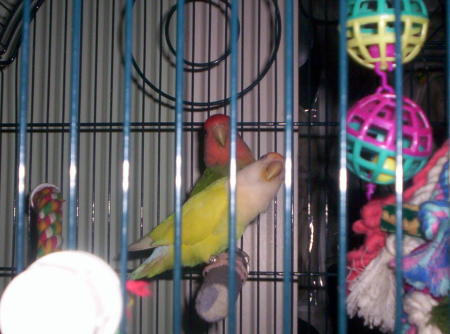My love birds-Elvis & Priscilla