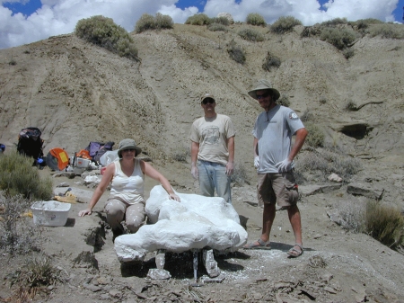 UMNH volunteers with new horned dinosaur skull