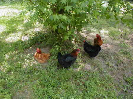 Siesta time for the ladies