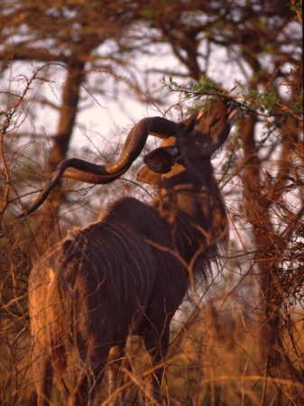 Greater kudu "shot" in Hluhluwe/Umfolozi (KwaZulu-Natal, South Africa)