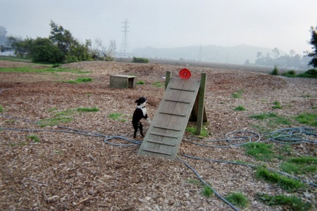 Buddy learning a trick at the Mill Valley Dog Park