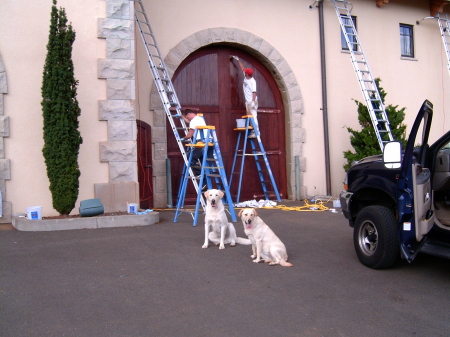 Our dogs "Ricka & Shea" - brother and sister