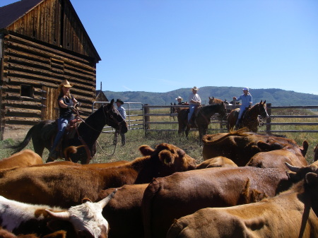 Steamboat Cattle Drive