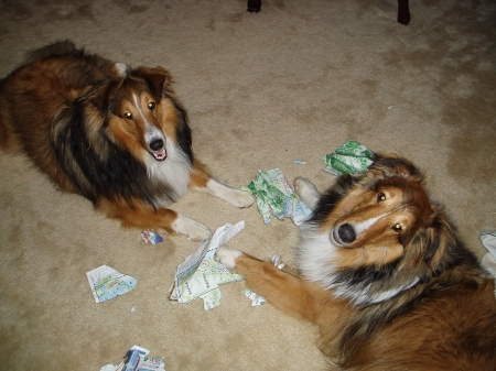 Angus (left) and Connor (right) chewing up map