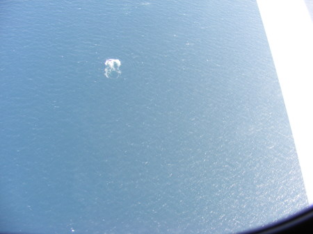 whales from the plane