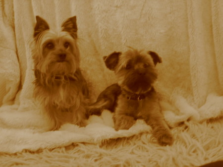 My boys Snickers & Princeton