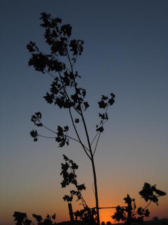 Antelope Valley sunset 