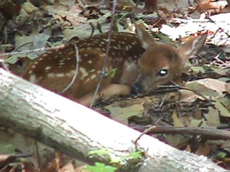 A fawn