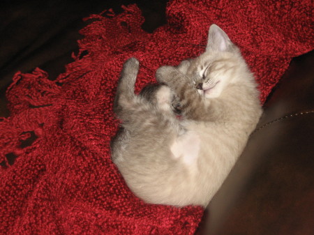 Our new Kitten, Sarafina!