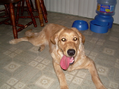 Molly our dog at 6mths old.