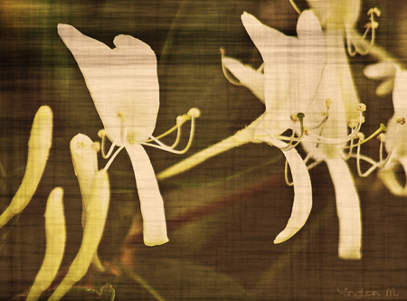Created Old-Looking Tapestry Photo of Honeysuc