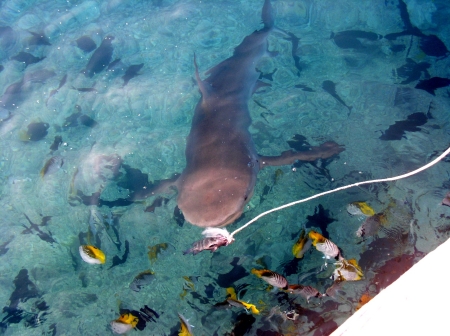 My pet Sharky at Johnston Atoll